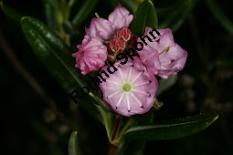 Poleiblättrige Lorbeerrose, Kalmia polifolia, Ericaceae, Kalmia polifolia, Poleiblättrige Lorbeerrose, Blühend Kauf von 06435kalmia_polifoliaimg_6784.jpg