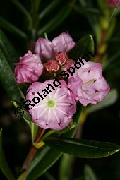 Poleiblättrige Lorbeerrose, Kalmia polifolia, Ericaceae, Kalmia polifolia, Poleiblättrige Lorbeerrose, Blühend Kauf von 06435kalmia_polifoliaimg_6785.jpg