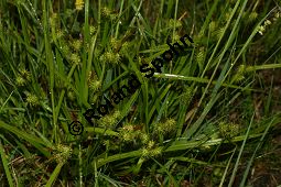 Gelbe Segge, Gelb-Segge, Carex flava Kauf von 06441carex_flavaimg_7305.jpg