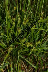 Gelbe Segge, Gelb-Segge, Carex flava Kauf von 06441carex_flavaimg_7306.jpg