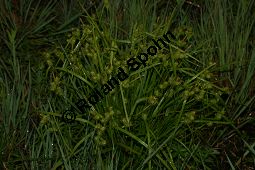 Gelbe Segge, Gelb-Segge, Carex flava Kauf von 06441carex_flavaimg_7316.jpg