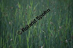 Tabernaemontanus Flechtbinse, Tabernaemontanus Teichbinse, Schoenoplectus tabernaemontanus, Cyperaceae, Schoenoplectus tabernaemontani, Scirpus tabernaemontani, Tabernaemontanus Flechtbinse, Tabernaemontanus Teichbinse, Tabernaemontanus Seebinse, Tabernaemontanus Seeried, Blühend Kauf von 06442schoenoplextus_tabernaemontaniimg_7308.jpg