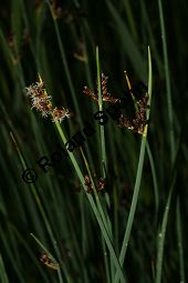 Tabernaemontanus Flechtbinse, Tabernaemontanus Teichbinse, Schoenoplectus tabernaemontanus, Cyperaceae, Schoenoplectus tabernaemontani, Scirpus tabernaemontani, Tabernaemontanus Flechtbinse, Tabernaemontanus Teichbinse, Tabernaemontanus Seebinse, Tabernaemontanus Seeried, Blühend Kauf von 06442schoenoplextus_tabernaemontaniimg_7311.jpg