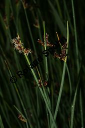 Tabernaemontanus Flechtbinse, Tabernaemontanus Teichbinse, Schoenoplectus tabernaemontanus, Cyperaceae, Schoenoplectus tabernaemontani, Scirpus tabernaemontani, Tabernaemontanus Flechtbinse, Tabernaemontanus Teichbinse, Tabernaemontanus Seebinse, Tabernaemontanus Seeried, Blhend Kauf von 06442schoenoplextus_tabernaemontaniimg_7311.jpg