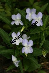 Hohes Veilchen, Viola elatior, Violaceae, Viola elatior, Hohes Veilchen, Blüte Kauf von 06443_viola_elatior_img_1639.jpg