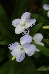 Hohes Veilchen, Viola elatior, Violaceae, Viola elatior, Hohes Veilchen, Blüte Kauf von 06443_viola_elatior_img_1640.jpg