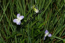 Hohes Veilchen, Viola elatior, Violaceae, Viola elatior, Hohes Veilchen, Blüte Kauf von 06443viola_elatiorimg_7313.jpg
