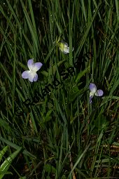 Hohes Veilchen, Viola elatior, Violaceae, Viola elatior, Hohes Veilchen, Blüte Kauf von 06443viola_elatiorimg_7314.jpg