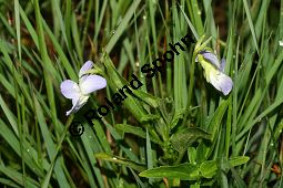 Hohes Veilchen, Viola elatior, Violaceae, Viola elatior, Hohes Veilchen, Blüte Kauf von 06443viola_elatiorimg_7317.jpg