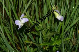 Hohes Veilchen, Viola elatior, Violaceae, Viola elatior, Hohes Veilchen, Blüte Kauf von 06443viola_elatiorimg_7318.jpg