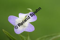 Hohes Veilchen, Viola elatior, Violaceae, Viola elatior, Hohes Veilchen, Blüte Kauf von 06443viola_elatiorimg_7327.jpg