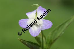 Hohes Veilchen, Viola elatior, Violaceae, Viola elatior, Hohes Veilchen, Blüte Kauf von 06443viola_elatiorimg_7329.jpg