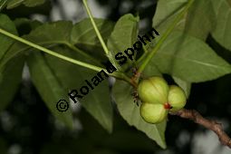 Ungnadia speciosa, Sapindaceae, Ungnadia speciosa, fruchtend Kauf von 06451ungnadia_speciosaimg_7542.jpg
