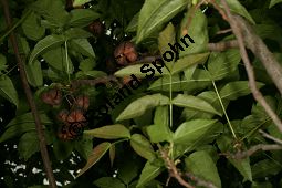 Ungnadia speciosa, Sapindaceae, Ungnadia speciosa, fruchtend Kauf von 06451ungnadia_speciosaimg_7543.jpg
