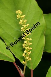Japanischer Saftbaum, Sapium japonicum, Euphorbiaceae, Sapium japonicum, Japanischer Saftbaum, Blühend Kauf von 06454sapium_japonicumimg_7597.jpg