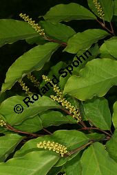 Japanischer Saftbaum, Sapium japonicum, Euphorbiaceae, Sapium japonicum, Japanischer Saftbaum, Blühend Kauf von 06454sapium_japonicumimg_7598.jpg