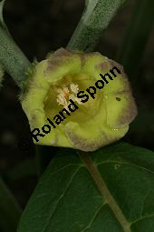 Gelbes Tollkraut, Scopolia anomala, Scopolia lurida, Solanaceae, Scopolia anomala, Scopolia lurida, Gelbes Tollkraut, Blte Kauf von 06455scopolia_anomalaimg_7599.jpg