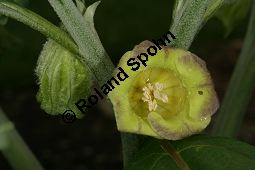 Gelbes Tollkraut, Scopolia anomala, Scopolia lurida, Solanaceae, Scopolia anomala, Scopolia lurida, Gelbes Tollkraut, Blüte Kauf von 06455scopolia_anomalaimg_7601.jpg