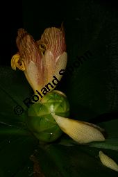 Costus malortieanus, Zingiberaceae, Costus malortieanus, Blühend Kauf von 06459costus_malortieanusimg_7691.jpg