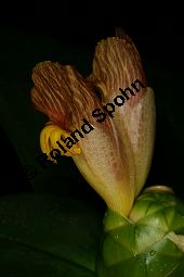 Costus malortieanus, Zingiberaceae, Costus malortieanus, Blühend Kauf von 06459costus_malortieanusimg_7692.jpg