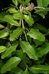 Geigenholz, Citharexylum ilicifolium, Verbenaceae, Beblättert Kauf von 06463citharexylum_ilicifoliumimg_7727.jpg