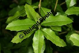 Geigenholz, Citharexylum ilicifolium, Verbenaceae, Beblättert Kauf von 06463citharexylum_ilicifoliumimg_7728.jpg