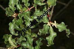 Südafrikanisches Ebenholz, Euclea undulata, Ebenaceae, Euclea undulata, Südafrikanisches Ebenholz, Beblättert Kauf von 06464euclea_undulataimg_7732.jpg