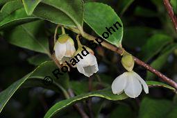 Mocanbaum, Visnea mocanera, Theaceae, Visnea mocanera, Mocanbaum, fruchtend Kauf von 06468_visnea_mocanera_dsc_1609.jpg