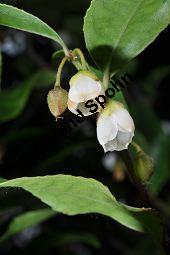 Mocanbaum, Visnea mocanera, Theaceae, Visnea mocanera, Mocanbaum, fruchtend Kauf von 06468_visnea_mocanera_dsc_1610.jpg