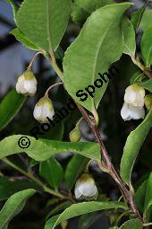 Mocanbaum, Visnea mocanera, Theaceae, Visnea mocanera, Mocanbaum, fruchtend Kauf von 06468_visnea_mocanera_dsc_1611.jpg