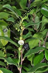 Mocanbaum, Visnea mocanera, Theaceae, Visnea mocanera, Mocanbaum, fruchtend Kauf von 06468_visnea_mocanera_dsc_7019.jpg