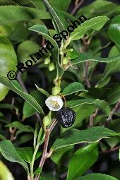 Mocanbaum, Visnea mocanera, Theaceae, Visnea mocanera, Mocanbaum, fruchtend Kauf von 06468_visnea_mocanera_dsc_7020.jpg