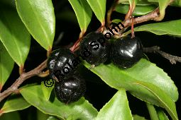 Mocanbaum, Visnea mocanera, Theaceae, Visnea mocanera, Mocanbaum, fruchtend Kauf von 06468_visnea_mocanera_img_0302.jpg