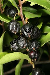 Mocanbaum, Visnea mocanera, Theaceae, Visnea mocanera, Mocanbaum, fruchtend Kauf von 06468_visnea_mocanera_img_0303.jpg
