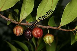 Mocanbaum, Visnea mocanera, Theaceae, Visnea mocanera, Mocanbaum, fruchtend Kauf von 06468visnea_mocaneraimg_7758.jpg