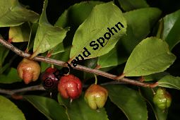 Mocanbaum, Visnea mocanera, Theaceae, Visnea mocanera, Mocanbaum, fruchtend Kauf von 06468visnea_mocaneraimg_7759.jpg