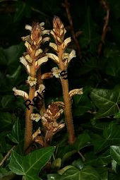 Efeu-Sommerwurz, Orobanche hederae, Orobanchaceae, Orobanche hederae, Efeu-Sommerwurz, Blühend Kauf von 06474orobanche_hederaeimg_7909.jpg
