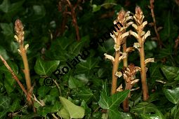 Efeu-Sommerwurz, Orobanche hederae, Orobanchaceae, Orobanche hederae, Efeu-Sommerwurz, Blühend Kauf von 06474orobanche_hederaeimg_7911.jpg
