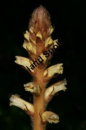Efeu-Sommerwurz, Orobanche hederae, Orobanchaceae, Orobanche hederae, Efeu-Sommerwurz, Blühend Kauf von 06474orobanche_hederaeimg_7913.jpg