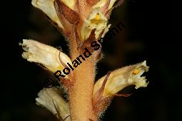 Efeu-Sommerwurz, Orobanche hederae, Orobanchaceae, Orobanche hederae, Efeu-Sommerwurz, Blühend Kauf von 06474orobanche_hederaeimg_7914.jpg