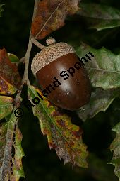 Portugiesische Eiche, Quercus lusitanica Kauf von 06477quercus_lusitanicaimg_0177.jpg