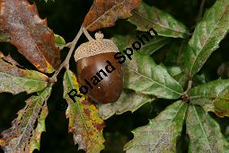 Portugiesische Eiche, Quercus lusitanica Kauf von 06477quercus_lusitanicaimg_0179.jpg