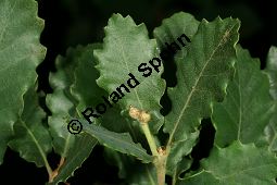 Portugiesische Eiche, Quercus lusitanica Kauf von 06477quercus_lusitanicaimg_7924.jpg