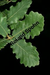 Portugiesische Eiche, Quercus lusitanica Kauf von 06477quercus_lusitanicaimg_7925.jpg
