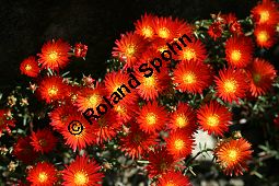Browns Mittagsblume, Lampranthus brownii Kauf von 06479lampranthus_browniiimg_7947.jpg