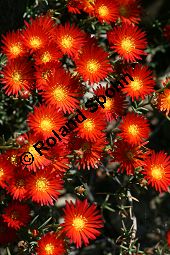 Browns Mittagsblume, Lampranthus brownii Kauf von 06479lampranthus_browniiimg_7948.jpg