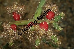 Feigenkaktus, Opuntia salmiana, durchwachsene Früchte Kauf von 06483opuntia_salmianaimg_8017.jpg