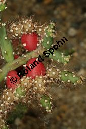 Feigenkaktus, Opuntia salmiana, durchwachsene Frchte Kauf von 06483opuntia_salmianaimg_8018.jpg