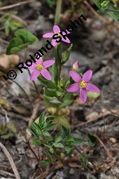 Kleines Tausendgüldenkraut, Centaurium pulchellum, Erythraea pulchella, Gentianaceae, Centaurium pulchellum, Erythraea pulchella, Kleines Tausendgüldenkraut, Habitus blühend Kauf von 06486_centaurium_pulchellum_dsc_2253.jpg