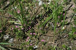 Kleines Tausendgüldenkraut, Centaurium pulchellum, Erythraea pulchella, Gentianaceae, Centaurium pulchellum, Erythraea pulchella, Kleines Tausendgüldenkraut, Habitus blühend Kauf von 06486centaurium_pulchellumimg_8127.jpg